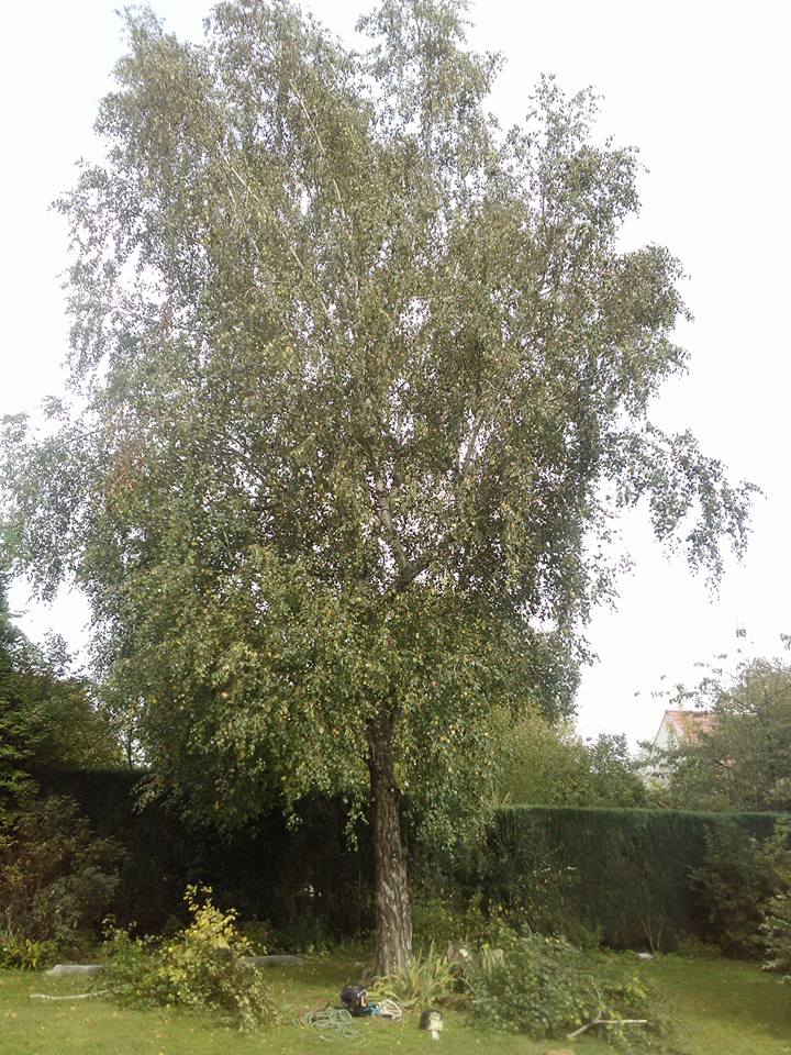 élagage abattage d'arbre meaux